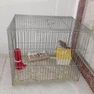 فنچ نر وماده خوب