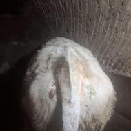 گوساله نر سمینتال