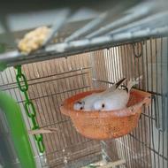 کبوتر مینیاتوری الماسی زینتی