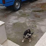 واگذاری توله سگ‌ 2ماهه