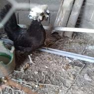 مرغ جوان عالی