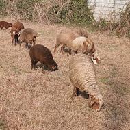 بره گوسفند نروماده