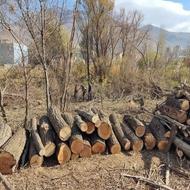 خرید درختان باغی (قطع)