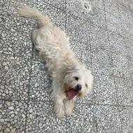 واگزاری رایگان