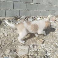 توله‌سگ‌ماده‌الابای واگزاری