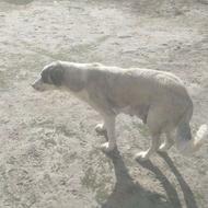 واگذاری سگ مادهالبایماده