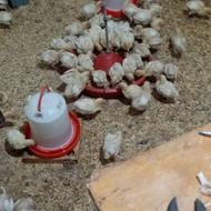 فروش تعداد100عددجوجه بوقلمونبیوتی