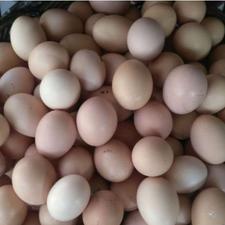 فروش تخم مرغ محلی و ارگانیک