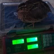 صفر تا صد بلدرچین نژاد فوق سنگین