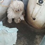 واگذاری سگ پاکوتاه