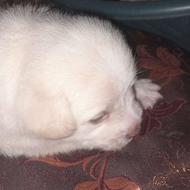 واگذاری سگ شیتزو