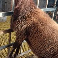 بره نر ونوش بروجردی