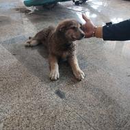 یک توله سگ سنگ سری واگذاری