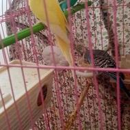 دوجفت مرغ عشق مولدوبا کیفیت