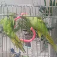 2تا ملنگو یکی یک ساله یکی هم پاش یکم مشکل داره