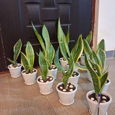 گل طبیعی فقط 120 تومن