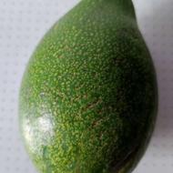 میوه آووکادو