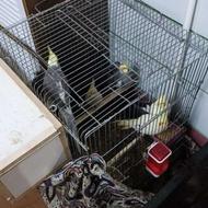 4 تا عروس با قفس و لانه فقط 3 تومن