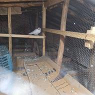 فروش کبوتر.نر ماه رو