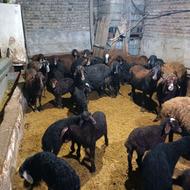 گوسفند 19راس