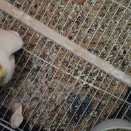 طوطی عروس بسیار تمیز