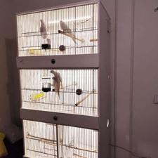 قفس اروپایی PVC خانگی عروس هلندی قناری گیرنچیک