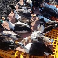 اردک چهارماههه .با دون باکیفیت تغذیه شدن