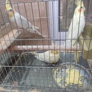 جوجه عروس هلندی