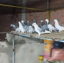 دسته کبوتر پرشی