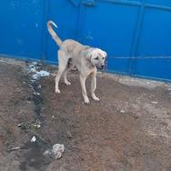 واگذاری سگ عراقی2سالہ ادم گیر