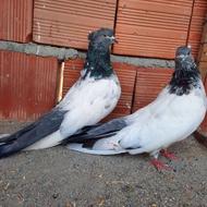 کله دم سبز مهر 40 سانت