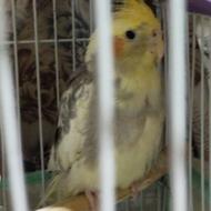 فروش عروس هلندی