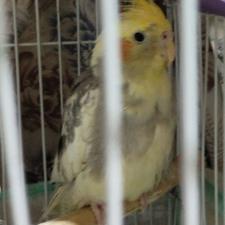 فروش عروس هلندی