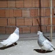 یک جفت طوس مهر