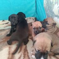 توله های کن کورسو واگذاری