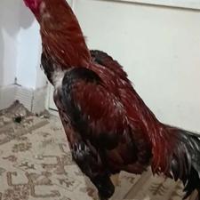 لاری اس خروس