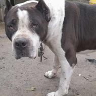 واگذاری پیتبول نر 4 ساله