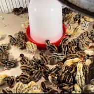 تخم بلدرچین و بلدرچین گوشتی و جوجه بلدرچین