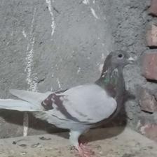 اوقون آلمانی