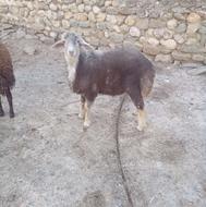 سه راس بره کیلویی