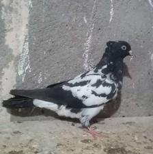 جوجه افغانی کاکلی