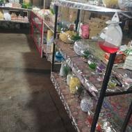 ماهی قرمز شب عید تنگ ماهی