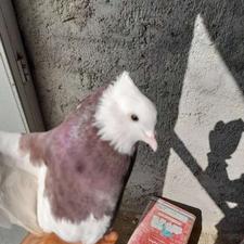 طوقی پالخت کاکول میخ