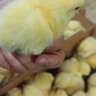 فروش جوجه یک روزه