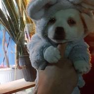 توله 2ماهه جک راسل واگزاری