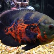 پنج عدد ماهی استکار