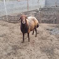 فروش نر تخمی نژاد دار