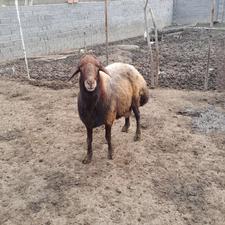 فروش نر تخمی نژاد دار