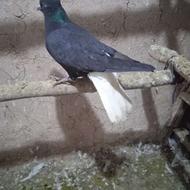 دوجفت کبوتر دم سفید بدون غلط