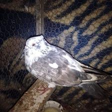 چند تا کبوتر معاوضه